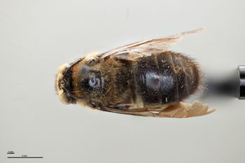 Media type: image;   Entomology 810624 Aspect: habitus dorsal view
